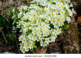 Image result for Primulaceae