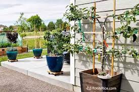 Dwarf fruit trees mature around 8 to 10 feet tall and wide. Patio Orchard With Dwarf Fruit Trees Roti N Rice