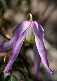 Image result for Clematis commutata