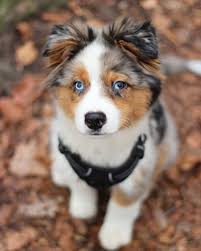 Despite its name, the australian shepherd is not australian at all, but was developed most likely in the pyrenees mountains between spain and france merle australian shepherd puppy. Australian Shepherd Husky Mix Vet Reviews 3 Reasons To Avoid