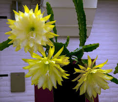 Epiphyllum Chardonnay Twist Orchid Cactus Cactus Plants Beautiful Flowers