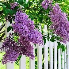 Shrub with purple flowers nz. Spring Hill Nurseries Purple Flowering Sunday Lilac Syringa Live Deciduous Plant Shrub With 3 In Pot 1 Pack 75265 The Home Depot