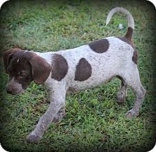 The german shorthaired pointer is an early example of fine german engineering. Greenville Sc German Shorthaired Pointer Meet Sprinkles A Pet For Adoption