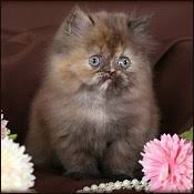 At mykitten, persian kittens and cats for sale are in many colors; Baby Kittens For Sale Mn Zona Ilmu 2