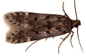 Image result for Scrobipalpula diffluella