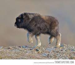 Mashing ingredients for making healthy, homemade baby food shouldn't be a chore. 22 Muskox Ideas Musk Ox Animals Wild Animals