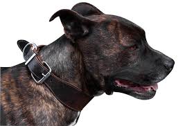 The brindle pitbull's coat color is known as a phenotype: Pitbull Colors 18 Coat Color Variations Patterns