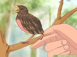 how to identify baby birds 14 steps with pictures wikihow