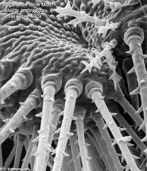 Image result for Heteromorpha sp. agg.