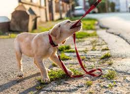 Greet people and other dogs politely, Basic Puppy Training Timeline How And When To Start Petmd