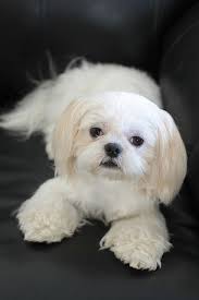 Santa rosa honey farm & santa rosa shih tzu puppy. White Shih Tzu Andy Shih Tzu Cute Animals Beautiful Dogs