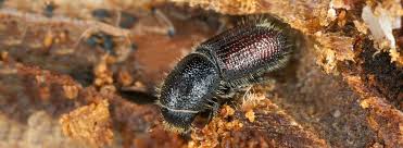 Explore extermination service price lists for common pests like moths, beetles, silverfish & more. Wood Boring Insects Rentokil Pest Control India