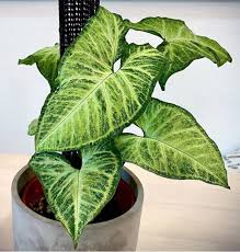 Tumbuhan lantana bisa menjadi tanaman hias gantung karna memiliki warna bunga yang sangat cerah antara. Paket Hemat 3 Jenis Tanaman Bunga Hias Syngonium Tanaman Indoor Syngonium Murah Tanaman Bunga Hidup Lazada Indonesia