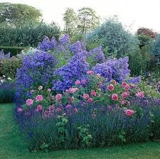 Blue Pink Theme Lavender Roses And Campanula Lactiflora Prichard S Variety In The Rose Garden Castle Howard Yorksh Plants Flower Garden Beautiful Gardens