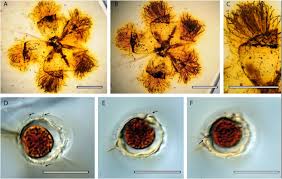 All the flowers in paris characters. First Record Of An Icacinaceae Miers Fossil Flower From Le Quesnoy Ypresian France Amber Scientific Reports
