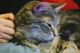 Other sources say this story is a hoax and that the owner did this for cosmetic reasons. My Cat Bites Then Licks Me Why What Does It Mean