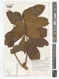 Image result for Centrolobium