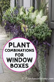 Shade annual seeds and plants. Window Box Flower Combinations Flower Box Ideas Inspired By Charleston Window Boxes Gardening From House To Home