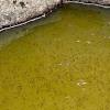 Hi, greetings from vins experimentthis time we will try to get rid of mosquitoes in water. 1