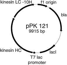 The large size of such bacterial species often contribute to their diverse reproductive strategies and ultimately maximize their ability to produce and release large offspring. Kinesin Takes One 8 Nm Step For Each Atp That It Hydrolyzes Journal Of Biological Chemistry