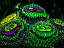 Check spelling or type a new query. Flashback To Electric Desert Desert Botanical Garden