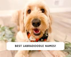 We did not find results for: Best Labradoodle Names 2021 We Love Doodles