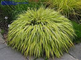 Plantfiles Pictures Hakone Grass Japanese Forest Grass Aureola Hakonechloa Macra 2 By Stevenova Hakone Grass Japanese Forest Grasses Garden
