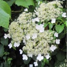 Die kletterhortensie (hydrangea petiolaris) ist eine kletterpflanze mit großen blättern und üppigen blüten, die an. Kletterhortensie Hydrangea Online Kaufen Clematisonline De