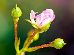 Image result for Rose The Fairy Jigsaw Puzzle