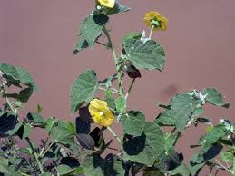 Image result for Abutilon indicum
