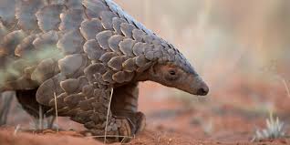 The hamirpur police in himachal pradesh have arrested a taxi driver for possessing over 4kg pangolin scales. Plunder In The Wild We Need To Scale Up On Pangolin Pr