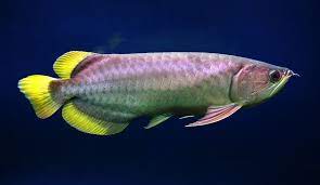 Ikan ini memiliki warna kuning kehijauan pada bagian tubuhnya dan berwarna merah pada bagian sirip oleh karena itu disebut juga red fin arwana atau arwana sirip merah. Banjar Red Arowana Scleropages Formosus Tropical Fish Site