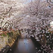 Significance Of Sakura Cherry Blossom Traditions In Japan Cherry Blossom Special Flowers Blossom