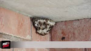 After treatment, it's best not to mop as frequently if possible. How To Use Pestxpert Pro Spray Indoor And Outdoor Multi Insect Spray Youtube