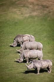 Four White Rhinos At The San Diego Zoo Safari Park 03 05 14 Rhino Species San Diego Zoo Safari Park African Animals