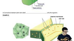 We did not find results for: Cell Junctions Plant Cell Walls And Plasmodesmata Youtube