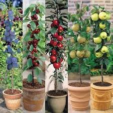 5 out of 5 stars. 36 Edible Garden Tangerines Pineapple Kiwi Other Fruits Ideas Edible Garden Plants Fruit Trees