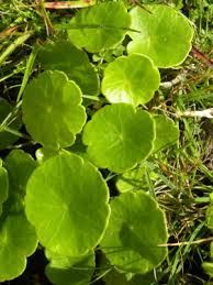 Image result for Astropanax goetzenii