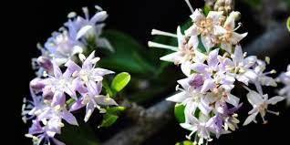 Image result for Ehretia rigida