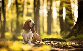 Download Wallpapers Basset Hound Forest Cute Dog Big Dog Domestic Dogs Long Ears Besthqwallpapers Com Gros Chien Grands Chiens Basset Hound