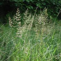 Image result for Agrostis
