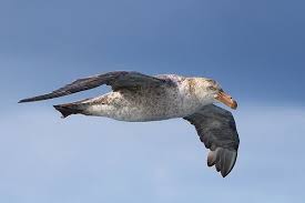 Northern Giant Petrel Macronectes Halli Southern Ocean Sea Birds Southern Ocean Birds Of Australia