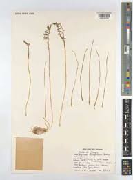 Image result for Dipcadi viride