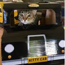 Slow Day Today Guys So Do You Want A Ride In My Kitty Cab London Black Cab Or Not The Best Cardboard Cat Houses Cardboard Cat House Cat Playhouse Black Cab
