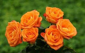 Background flowers flowers background natural background 3d natural flowers natural background flowers 3d natural 3d flower decoration petals symbol decorative floral backdrop ornament nature ornate element beautiful plant artistic ornamental decor bright template flora petal colorful sketch. Hd Wallpaper Orange Bouquet Of Roses Nature Flowers 3d And Abstract Wallpaper Flare