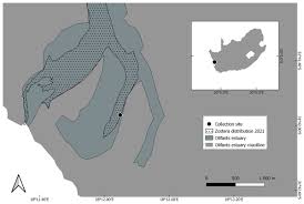 Image result for Zostera capensis