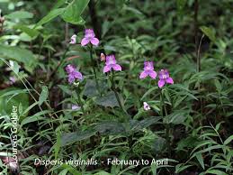 Image result for Disperis