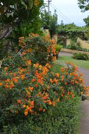 Image result for Streptosolen