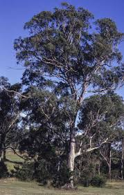Image result for Eucalyptus tereticornis