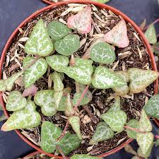 Image result for Ceropegia rubella